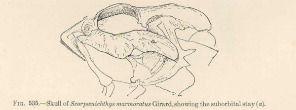 Cabezon (Scorpaenichthys marmoratus) |commons:File:FMIB 52107 Skull of Scorpaenichthys marmoratus Girard, showing the suborbital stay (a).jpeg