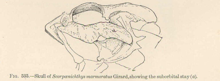 Cabezon (Scorpaenichthys marmoratus) |commons:File:FMIB 52107 Skull of Scorpaenichthys marmoratus Girard, showing the suborbital stay (a).jpeg
