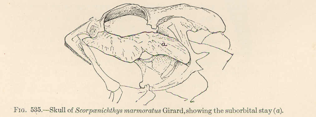 Cabezon (Scorpaenichthys marmoratus) |commons:File:FMIB 52107 Skull of Scorpaenichthys marmoratus Girard, showing the suborbital stay (a).jpeg