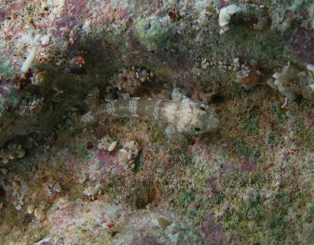 Cabillus tongarevae (Cabillus tongarevae) |commons:File:Cabillus tongarevae juvénile.jpg