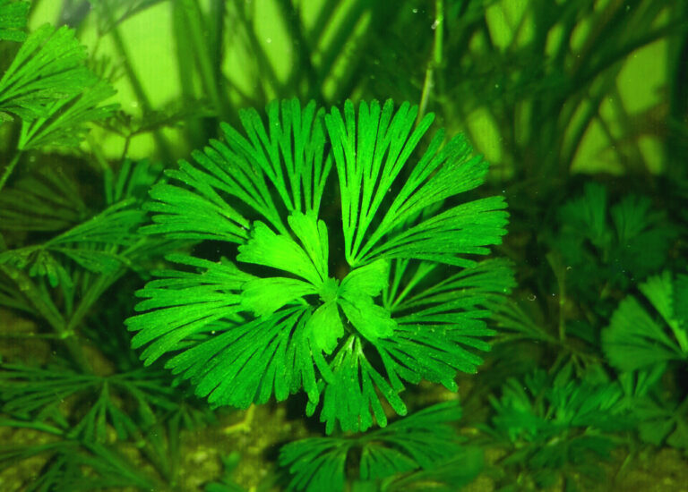 Cabomba Aquatica (Cabomba aquatica) |commons:File:Cabomba aquatica.jpg