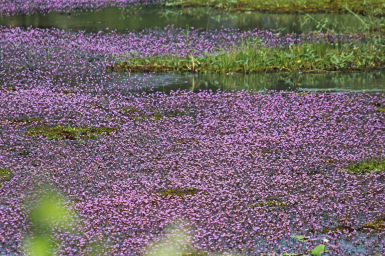 Cabomba Furcata (Cabomba furcata) |commons:File:Cabomba furcata (38581127806).jpg