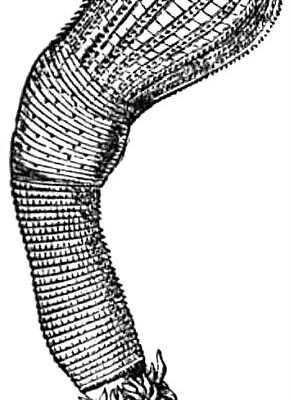 cactus worm Priapulus caudatus