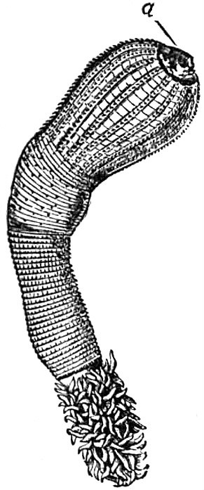 cactus worm Priapulus caudatus