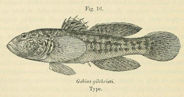 Caffrogobius gilchristi (Caffrogobius gilchristi) |commons:File:Caffrogobius gilchristi.jpg