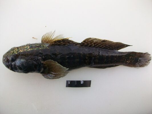 Caffrogobius nudiceps (Caffrogobius nudiceps) |commons:File:Caffrogobius nudiceps.jpg