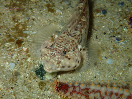 Caffrogobius saldanha (Caffrogobius saldanha) |commons:File:Caffrogobius saldanha 15895905.jpg