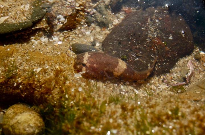 California Clingfish (Gobiesox rhessodon) |commons:File:Gobiesox rhessodon.jpg