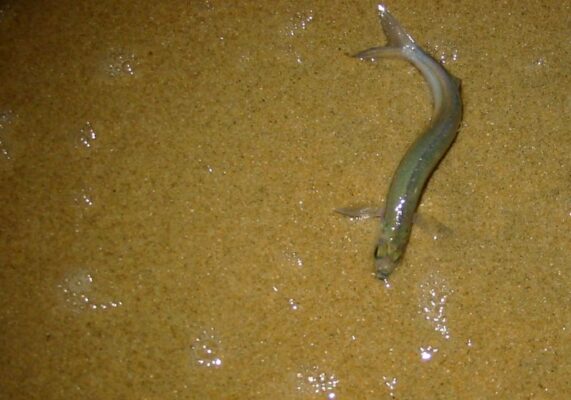 California Grunion (Leuresthes tenuis) |commons:File:Leuresthes tenuis.jpg