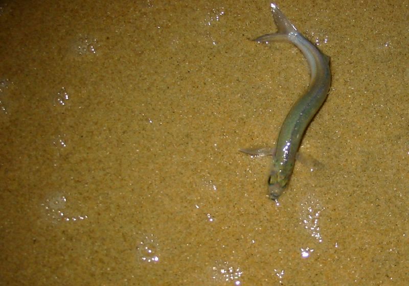California Grunion (Leuresthes tenuis) |commons:File:Leuresthes tenuis.jpg
