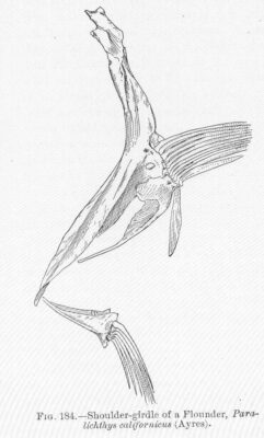 California Halibut (Paralichthys californicus) |commons:File:FMIB 51721 Shoulder-girdle of a Flounder, Paralichthys californicus (Ayres).jpeg