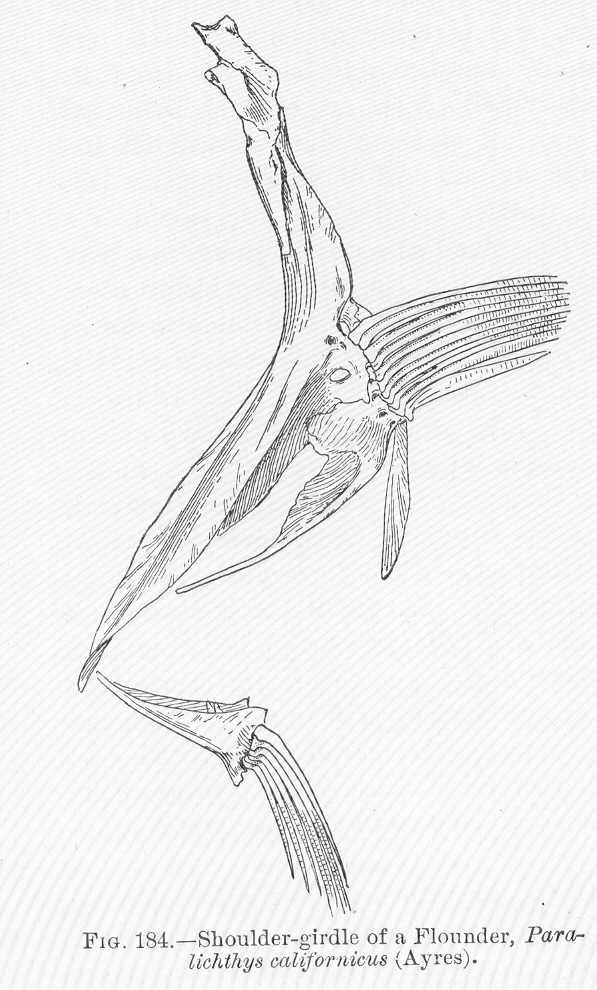 California Halibut (Paralichthys californicus) |commons:File:FMIB 51721 Shoulder-girdle of a Flounder, Paralichthys californicus (Ayres).jpeg