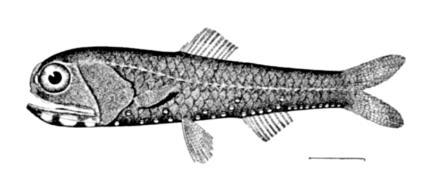 California Headlightfish (Diaphus theta) |commons:File:Diaphus theta.jpg