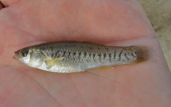 California Killifish (Fundulus parvipinnis) |commons:File:Fundulus parvipinnis.png