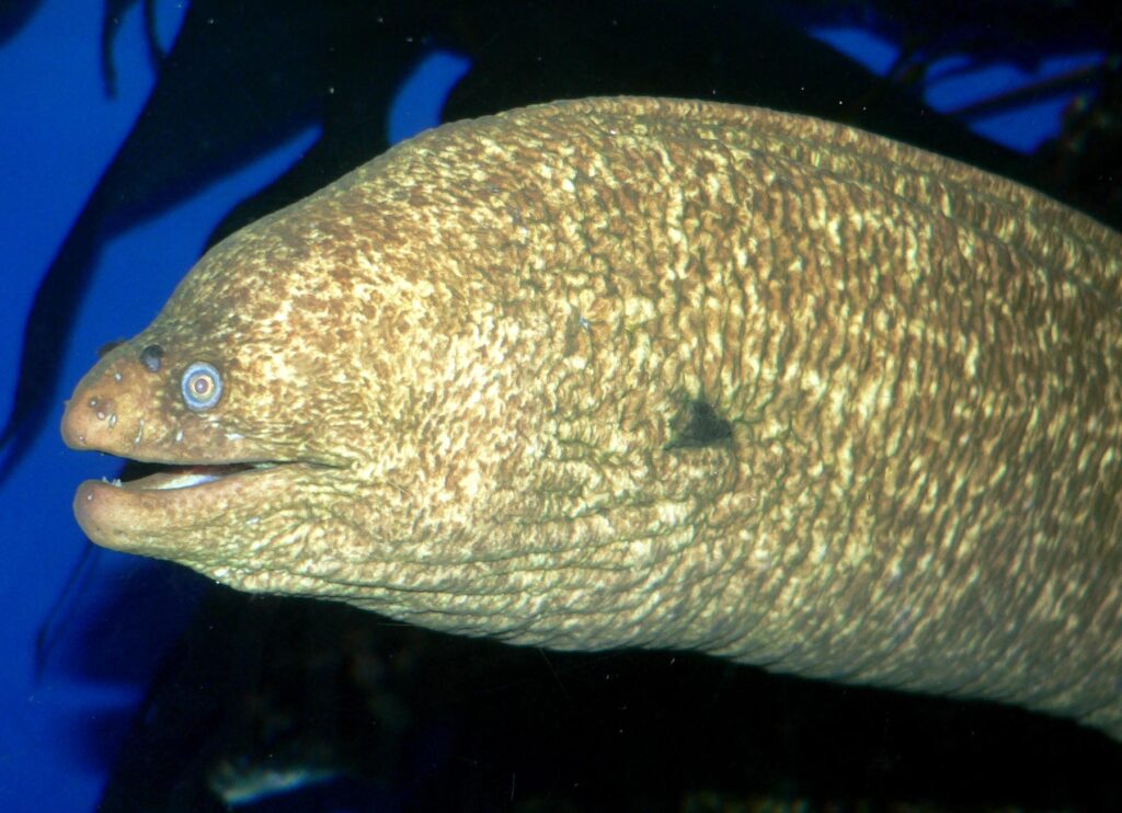 California Moray (Gymnothorax mordax) |commons:File:Gymnothorax mordax 1.jpg