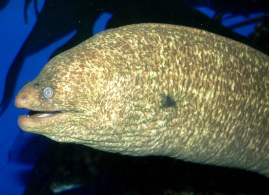 California Moray (Gymnothorax mordax) |commons:File:Gymnothorax mordax 1.jpg