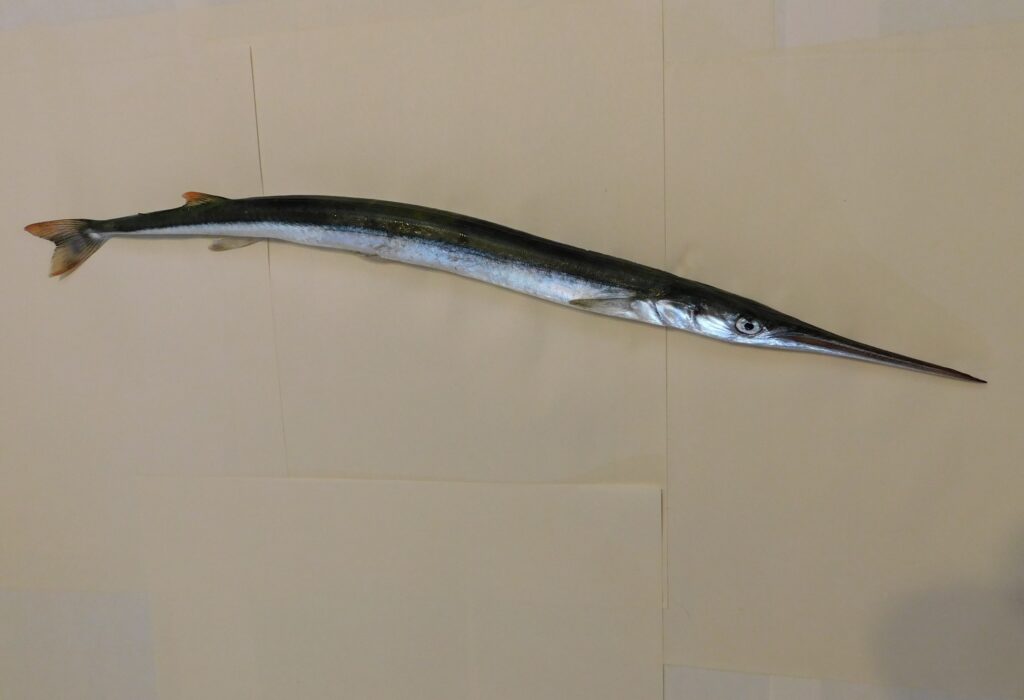 California Needlefish (Strongylura exilis) |commons:File:Strongylura exilis.jpg