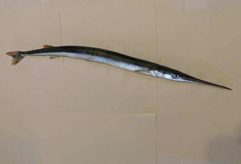 California Needlefish (Strongylura exilis) |commons:File:Strongylura exilis.jpg
