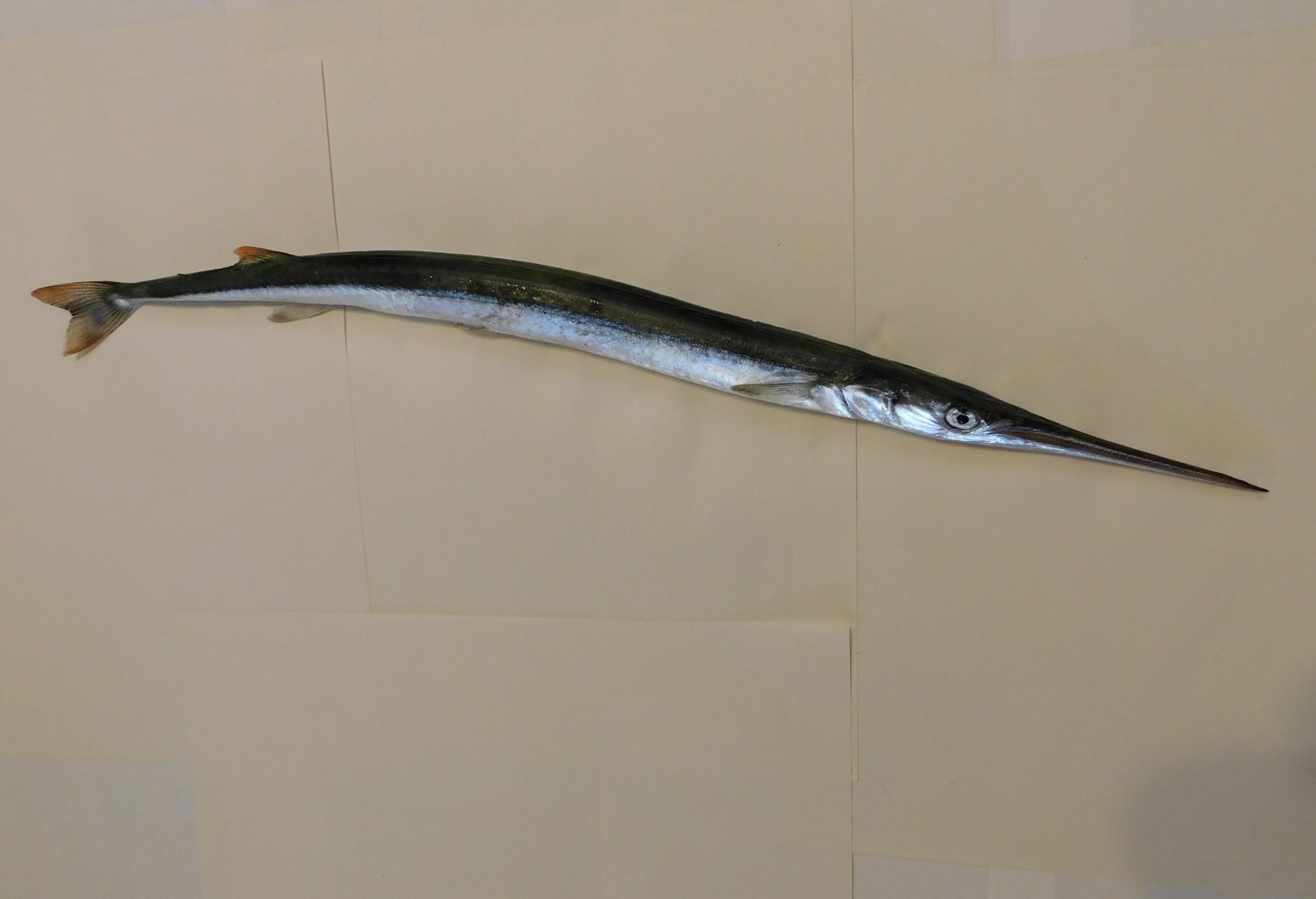 California Needlefish (Strongylura exilis) |commons:File:Strongylura exilis.jpg