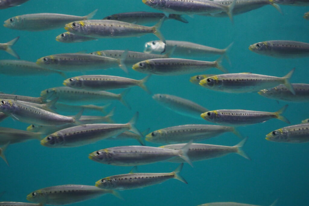 California Pilchard (Sardinops sagax) |commons:File:Japan fish, South American pilchard (Sardinops sagax) (15579000828).jpg