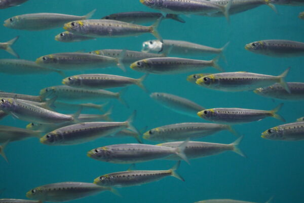 California Pilchard (Sardinops sagax) |commons:File:Japan fish, South American pilchard (Sardinops sagax) (15579000828).jpg