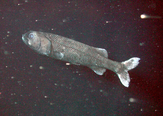 California Slickhead (Alepocephalus tenebrosus) |commons:File:Alepocephalus tenebrosus.jpg