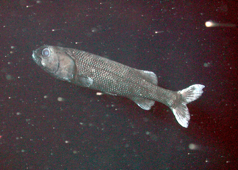 California Slickhead (Alepocephalus tenebrosus) |commons:File:Alepocephalus tenebrosus.jpg