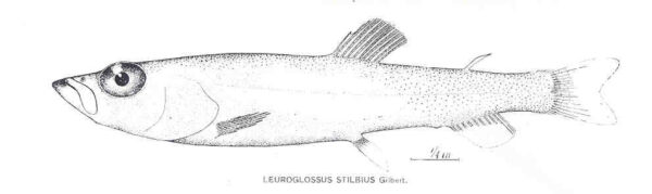 California Smoothtongue (Leuroglossus stilbius) |commons:File:FMIB 32547 Leuroglossus Stilbius Gilbert.jpeg
