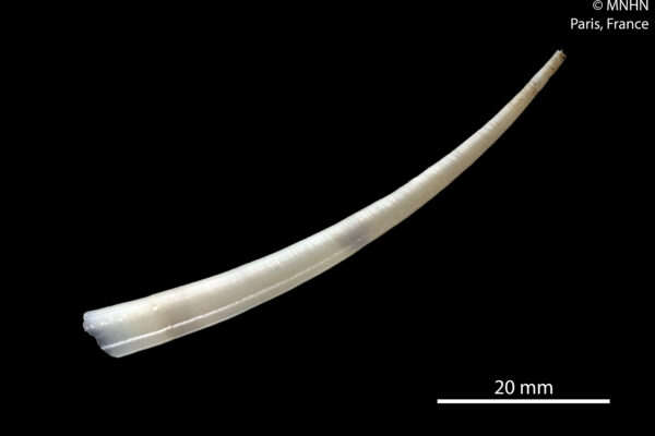 Calliodentalium semitracheatum Calliodentalium semitracheatum