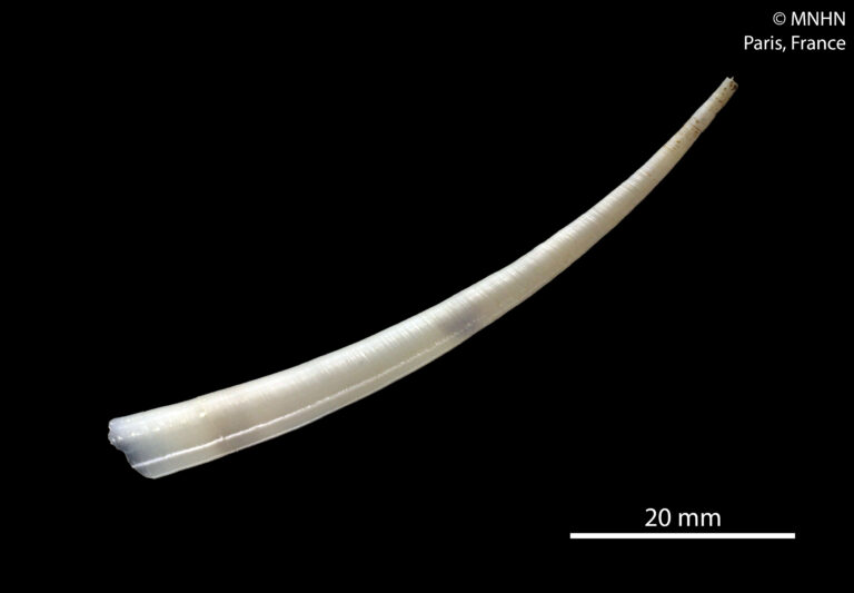 Calliodentalium semitracheatum Calliodentalium semitracheatum
