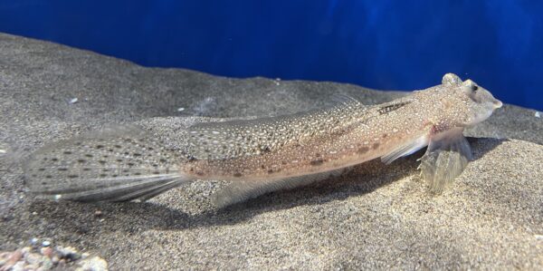Callionymus beniteguri (Callionymus beniteguri) |commons:File:Callionymus beniteguri Asamushi1.jpg