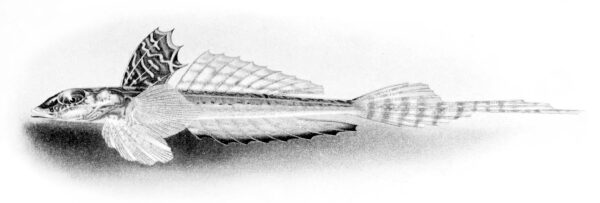 Callionymus caeruleonotatus (Callionymus caeruleonotatus) |commons:File:Callionymus caeruleonotatus.jpg