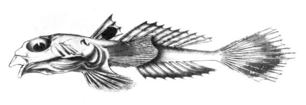 Callionymus carebares (Callionymus carebares) |commons:File:CallionymusCarebaresAlcock.jpg