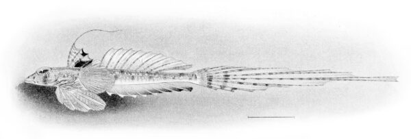 Callionymus decoratus (Callionymus decoratus) |commons:File:Callionymus decoratus.jpg