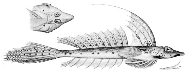 Callionymus grossi (Callionymus grossi) |commons:File:Callionymus grossi.jpg