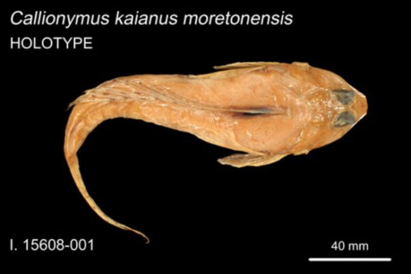 Callionymus moretonensis (Callionymus moretonensis) |commons:File:Callionymus moretonensis.jpg