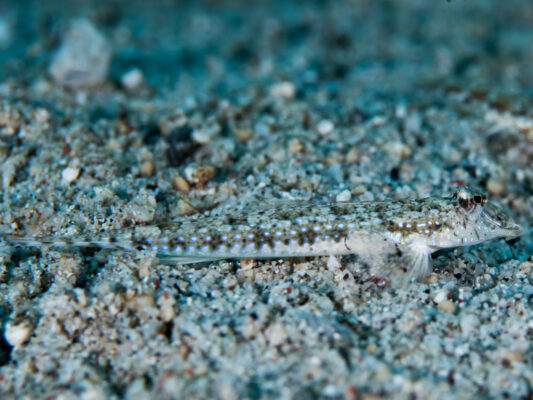 Callionymus pleurostictus (Callionymus pleurostictus) |commons:File:Sidespotted dragonet(Callionymus pleurostictus).jpg