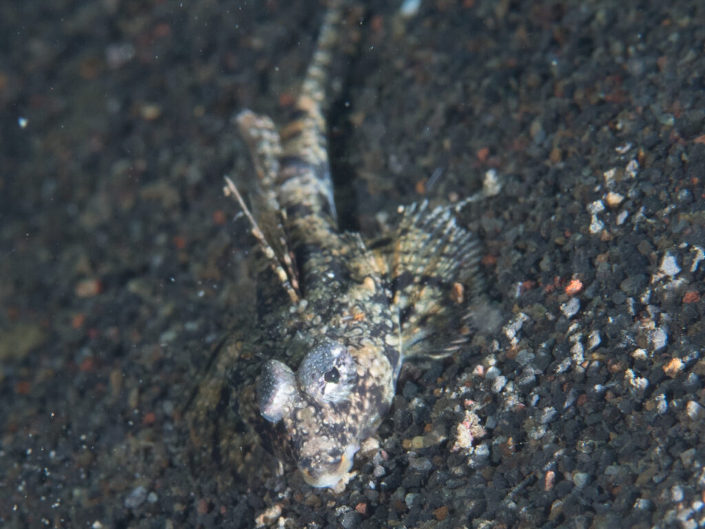 Callionymus superbus (Callionymus superbus) |commons:File:Proud dragonet (Callionymus superbus) (39970407315).jpg