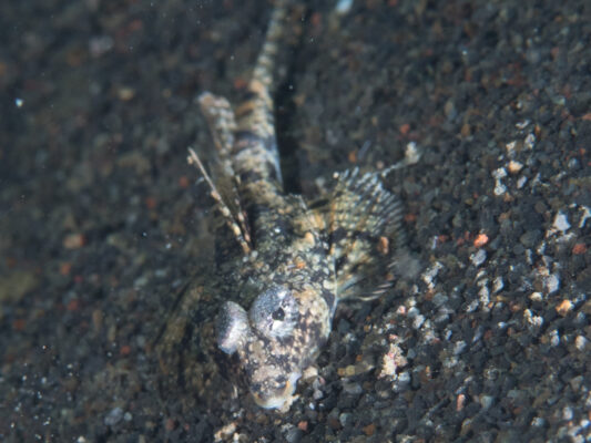 Callionymus superbus (Callionymus superbus) |commons:File:Proud dragonet (Callionymus superbus) (39970407315).jpg