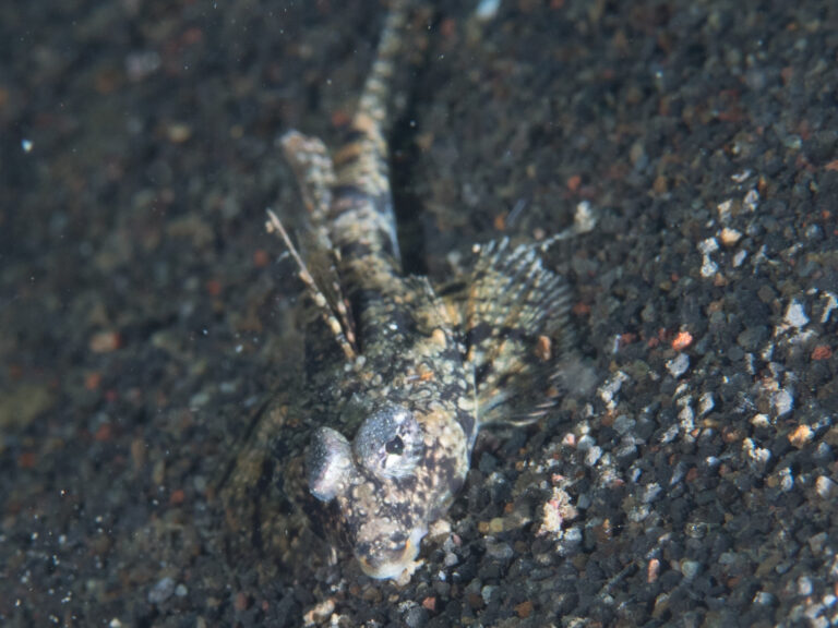 Callionymus superbus (Callionymus superbus) |commons:File:Proud dragonet (Callionymus superbus) (39970407315).jpg