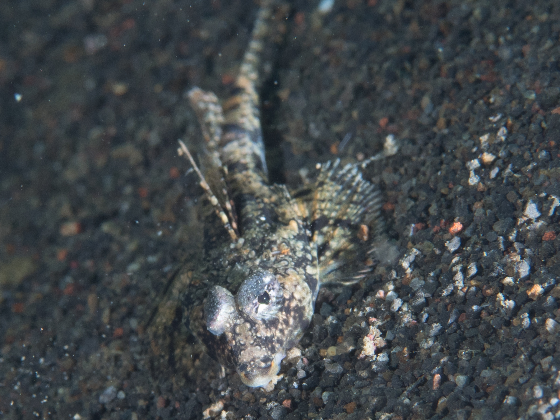 Callionymus superbus (Callionymus superbus) |commons:File:Proud dragonet (Callionymus superbus) (39970407315).jpg
