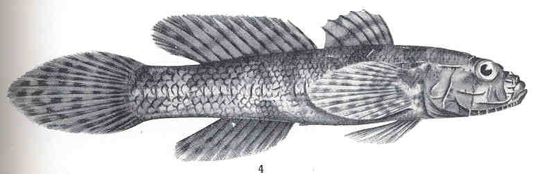 Callogobius hasseltii (Callogobius hasseltii) |commons:File:FMIB 36174 Callogobius hasseltii, Bleeker, var mucosus, Gunther.jpeg