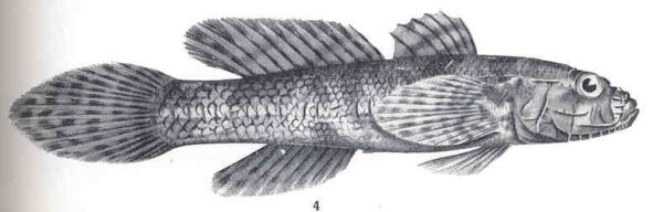 Callogobius mucosus (Callogobius mucosus) |commons:File:FMIB 36174 Callogobius hasseltii, Bleeker, var mucosus, Gunther.jpeg