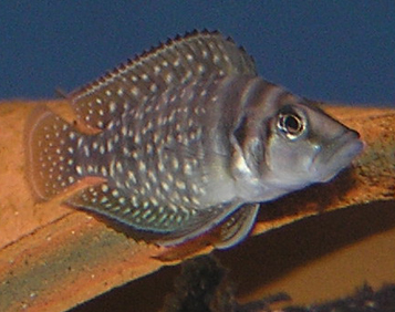 Calvus Cichlid (Altolamprologus calvus) |commons:File:Altolamprologus calvus.png