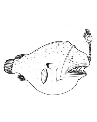 Can-opener Smoothdream (Chaenophryne longiceps) |commons:File:Chaenophryne longiceps.jpg