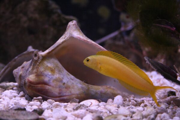 Canary Blenny Meiacanthus oualanensis