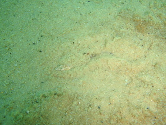 Cancelloxus longior (Cancelloxus longior) |commons:File:Cancelloxus longior.jpg