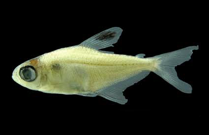 Candy Cane Tetra (Hyphessobrycon bentosi) |commons:File:Hyphessobrycon bentosi (INPA-27326).png
