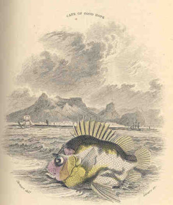 Cape Armourhead (Pentaceros capensis) |commons:File:FMIB 36053 Pentaceros capensis.jpeg