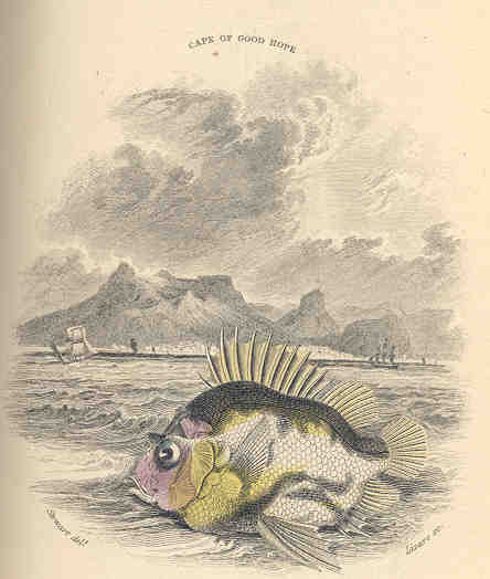 Cape Armourhead (Pentaceros capensis) |commons:File:FMIB 36053 Pentaceros capensis.jpeg